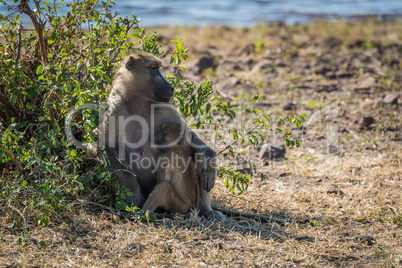 Chacma baboon mother nursing baby beside bush