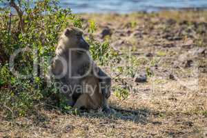 Chacma baboon mother nursing baby beside bush