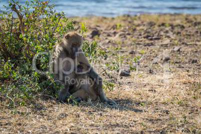 Chacma baboon mother nursing baby beside river