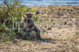 Chacma baboon mother nursing baby beside river