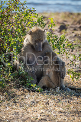 Chacma baboon mother nursing baby by bush