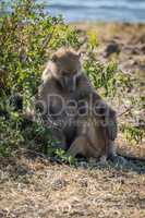 Chacma baboon mother nursing baby by bush