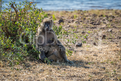 Chacma baboon mother nursing baby on riverbank