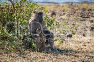 Chacma baboon mother with baby beside bush