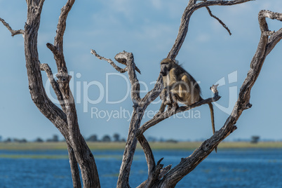 Chacma baboon sitting beside river in tree