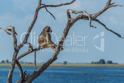 Chacma baboon sitting by river in tree