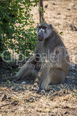 Chacma baboon sitting by bush on ground