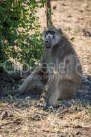 Chacma baboon sitting by bush on ground