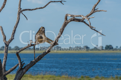 Chacma baboon sitting in tree by river