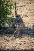 Chacma baboon sitting on ground by bush