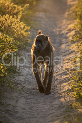 Chacma baboon walking down track at dusk
