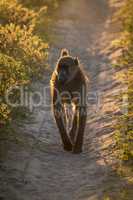 Chacma baboon walking down track at dusk