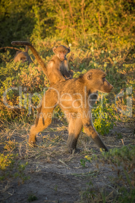 Chacma baboon walking with baby on back