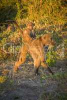 Chacma baboon walking with baby on back