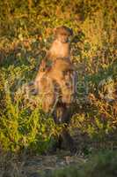 Chacma baboon with baby on her back