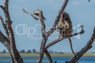 Chacma baboon yawning by river in tree