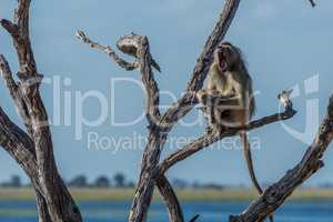 Chacma baboon yawning by river in tree