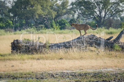 Cheetah standing on dead log in profile