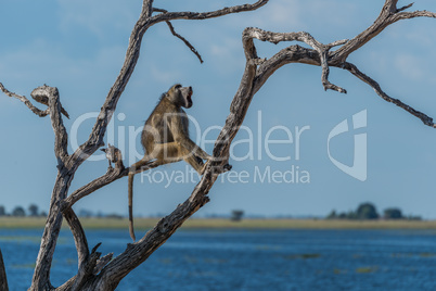 Chacma baboon yawning in tree by river