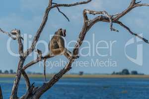 Chacma baboon yawning in tree by river