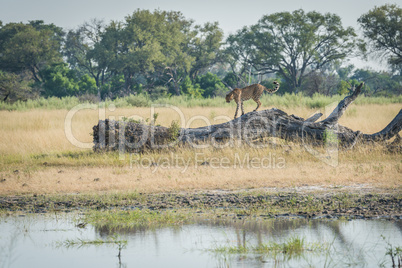 Cheetah walking along dead log beside pool