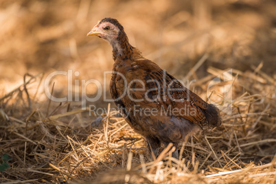 Chick in dry grass looking at camera