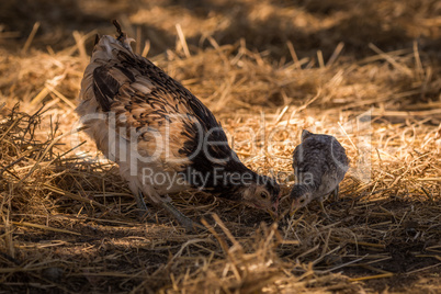 Chicken and chick pecking in dry grass