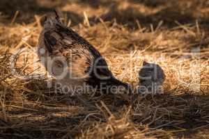 Chicken and chick pecking in dry grass