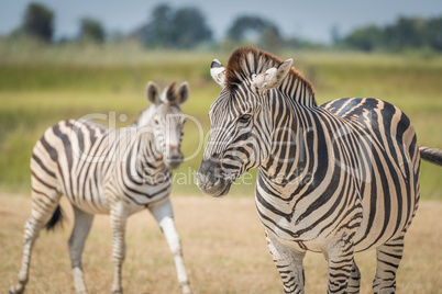 Close-up of Burchell's zebra with another behind