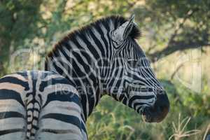Close-up of Burchell's zebra turning to camera