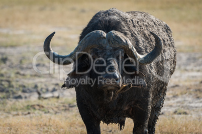 Close-up of Cape buffalo covered in mud