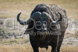 Close-up of Cape buffalo covered in mud