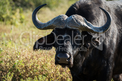 Close-up of Cape buffalo staring at camera