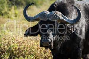 Close-up of Cape buffalo staring at camera