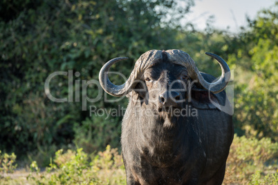 Close-up of Cape buffalo standing facing camera