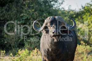 Close-up of Cape buffalo standing facing camera