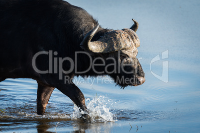 Close-up of Cape buffalo walking through shallows