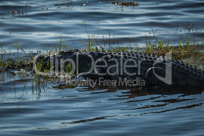 Close-up of Nile crocodile on grassy island