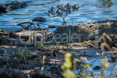 Close-up of Nile crocodile on sandy shoreline