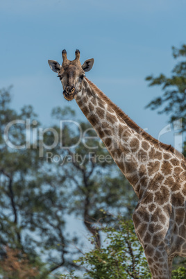 Close-up of South African giraffe among trees