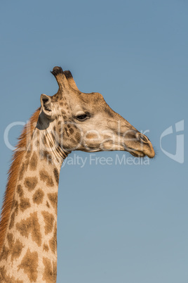 Close-up of South African giraffe in profile