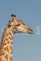 Close-up of South African giraffe in profile