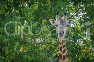 Close-up of South African giraffe in trees