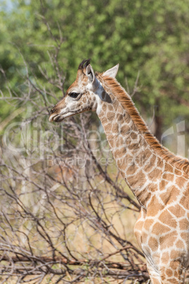 Close-up of South African giraffe in sunlight