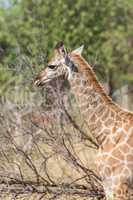 Close-up of South African giraffe in sunlight