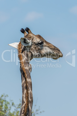 Close-up of South African giraffe looking right