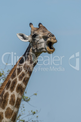 Close-up of South African giraffe opening mouth