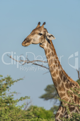 Close-up of South African giraffe with oxpecker