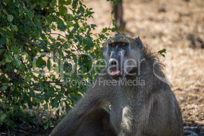 Close-up of chacma baboon sitting beside bush