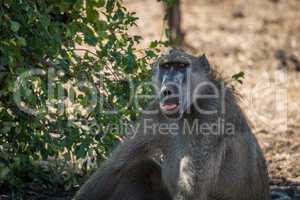 Close-up of chacma baboon sitting beside bush